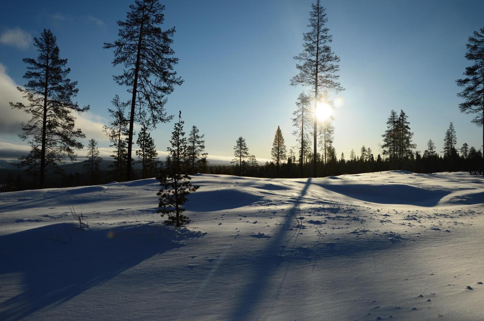 14 - Fulufjellets Nasjonalparker - Natur-, Dyre- Og Fugleopplevelser Trysil Exterior foto