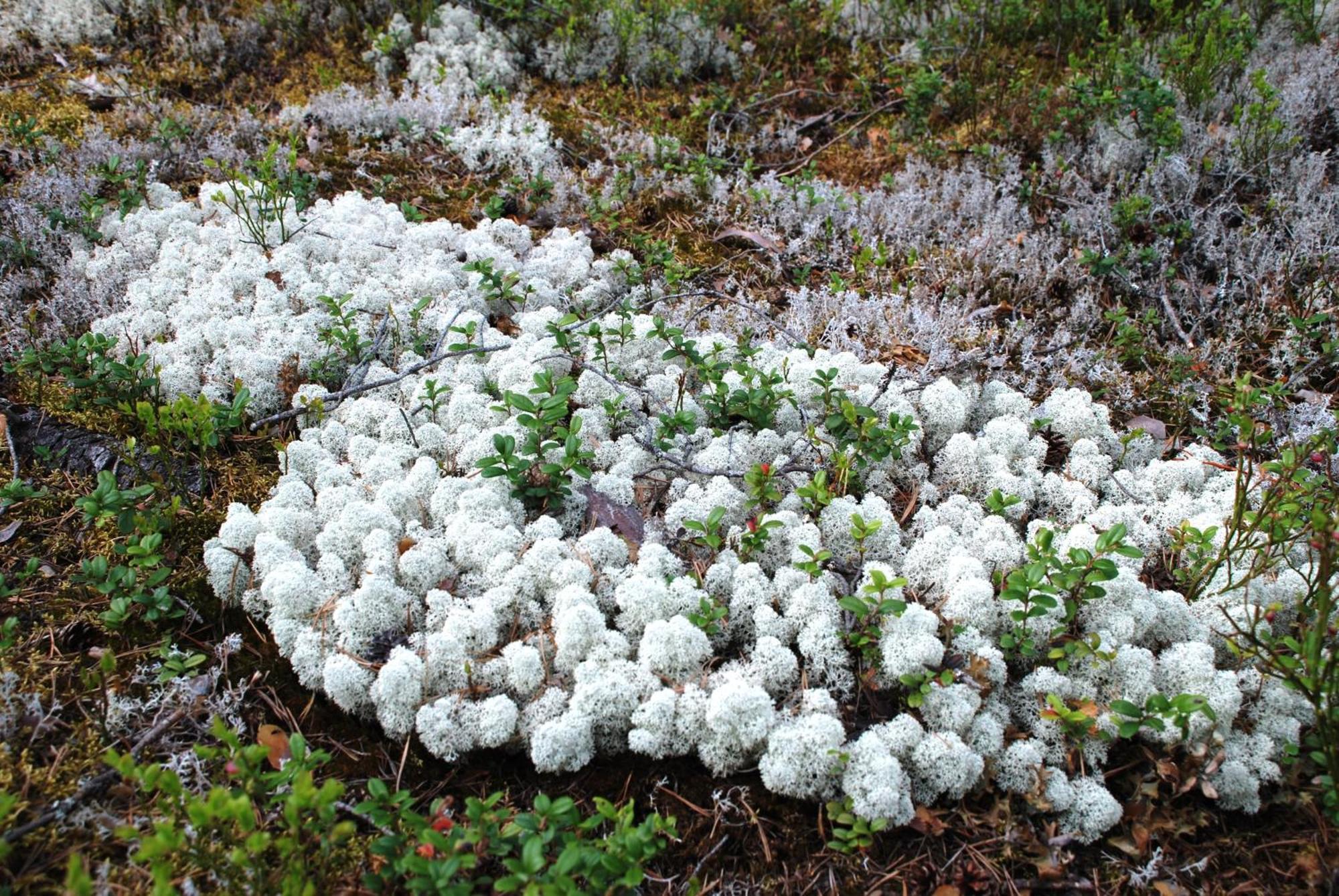 14 - Fulufjellets Nasjonalparker - Natur-, Dyre- Og Fugleopplevelser Trysil Exterior foto
