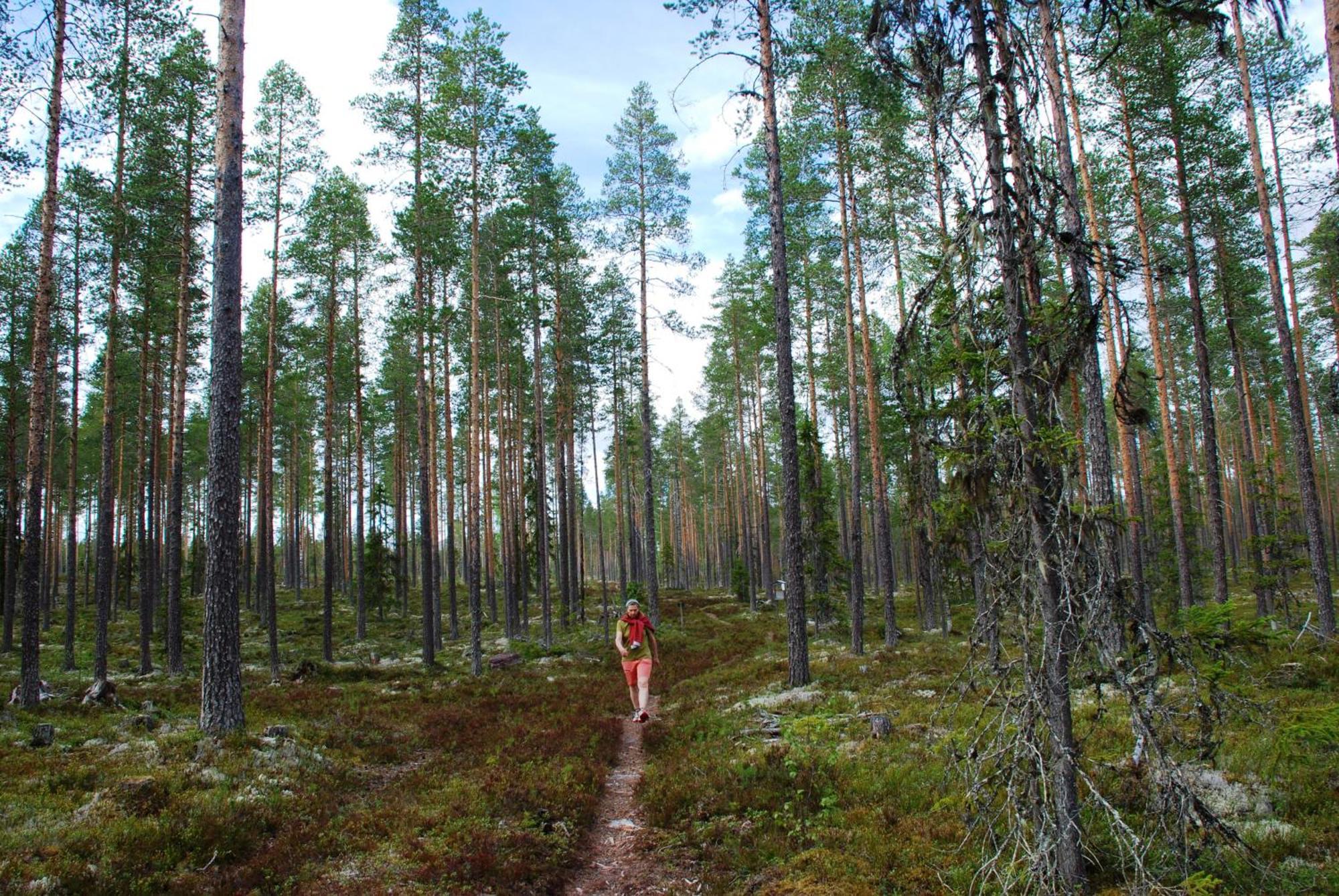 14 - Fulufjellets Nasjonalparker - Natur-, Dyre- Og Fugleopplevelser Trysil Exterior foto