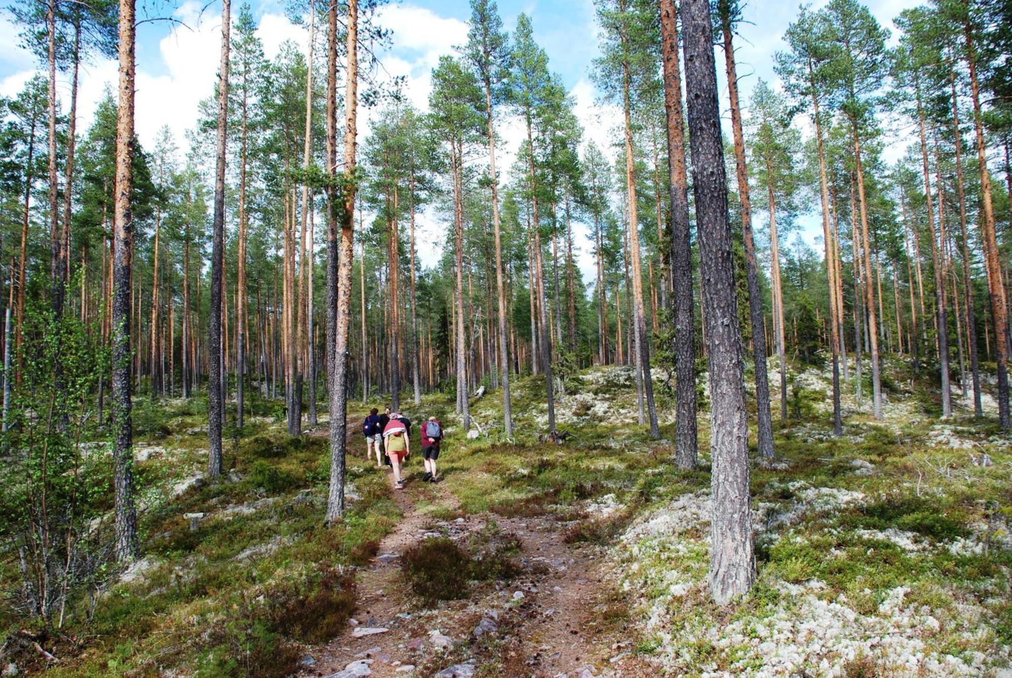 14 - Fulufjellets Nasjonalparker - Natur-, Dyre- Og Fugleopplevelser Trysil Exterior foto